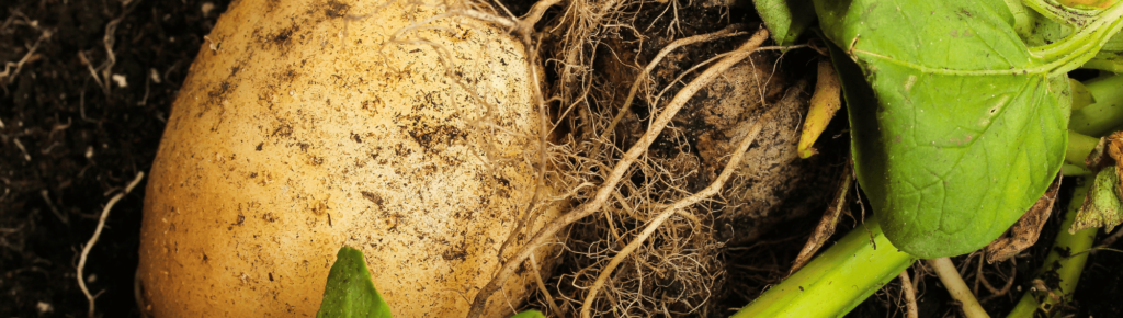 Manitoba Potato Production Days 2017