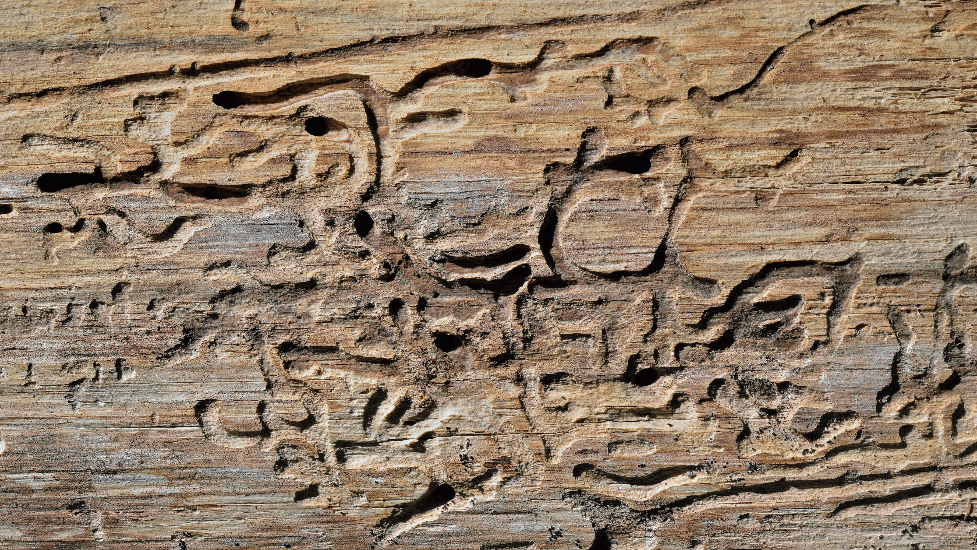 Formation Insectes nuisibles du bâtiment​