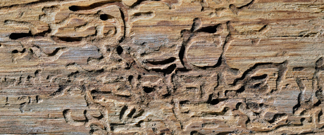 Insectes nuisibles du bâtiment​