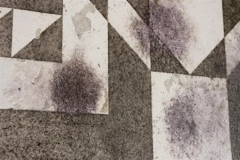 Motifs formés par des moisissures dans l’œuvre Havoc